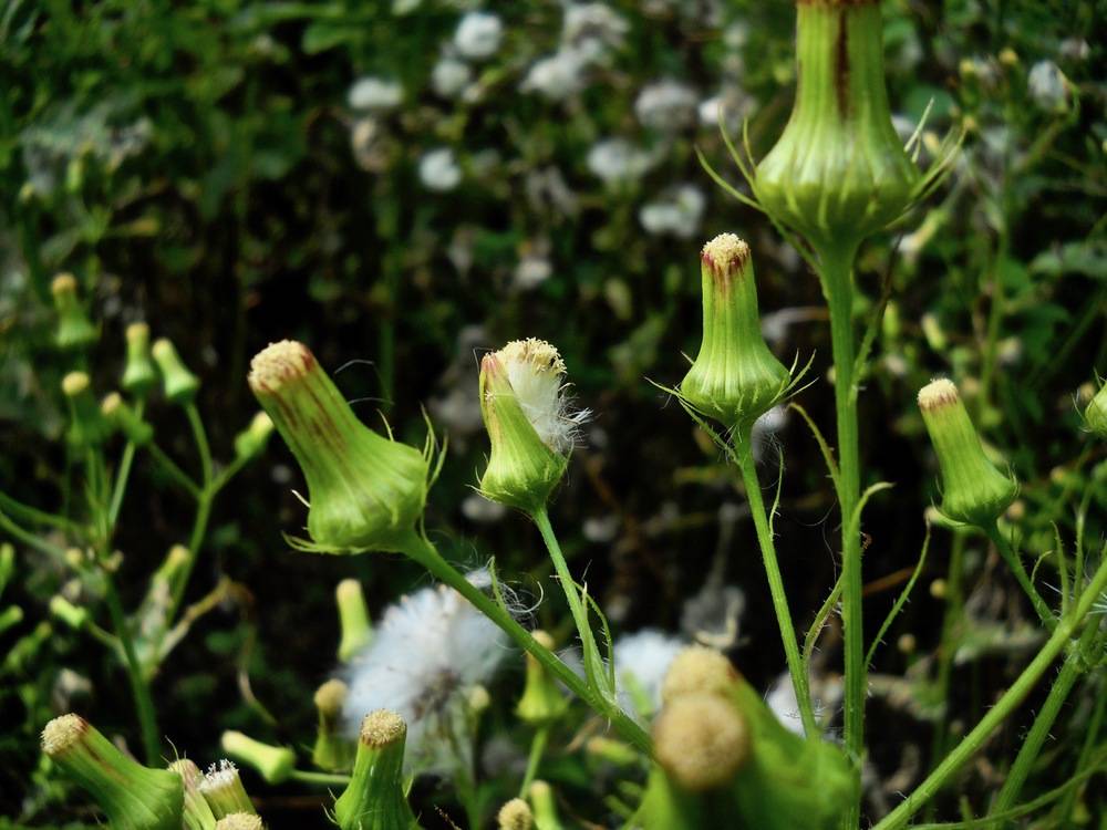 American burnweed
